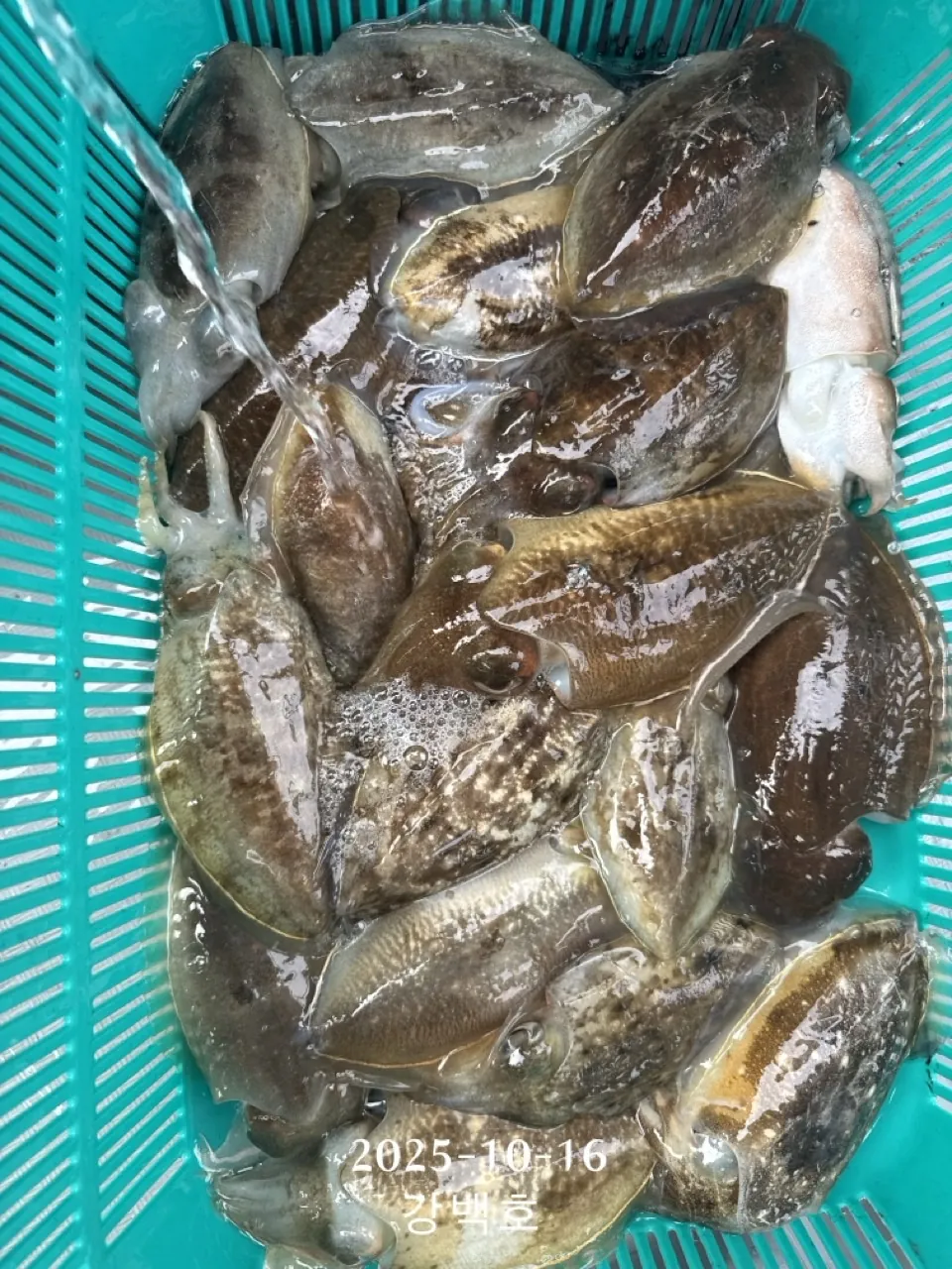 삼천포 선상낚시 강백호 갑오징어 실제 조과 바구니
